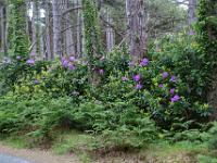 Rhododendren säumen enge Straßen - Ring of Beara, Co. Kerry